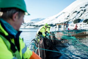 allevatori salmone pescatori allevamento norvegia