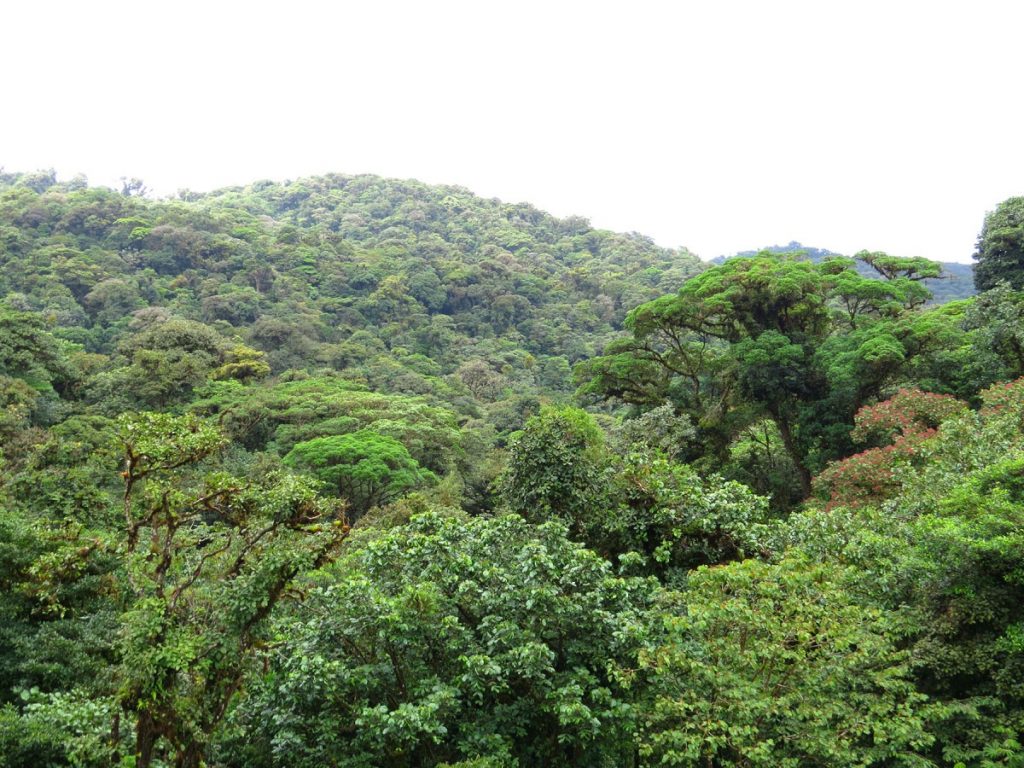 Mowi promuove stop deforestazione Brasile