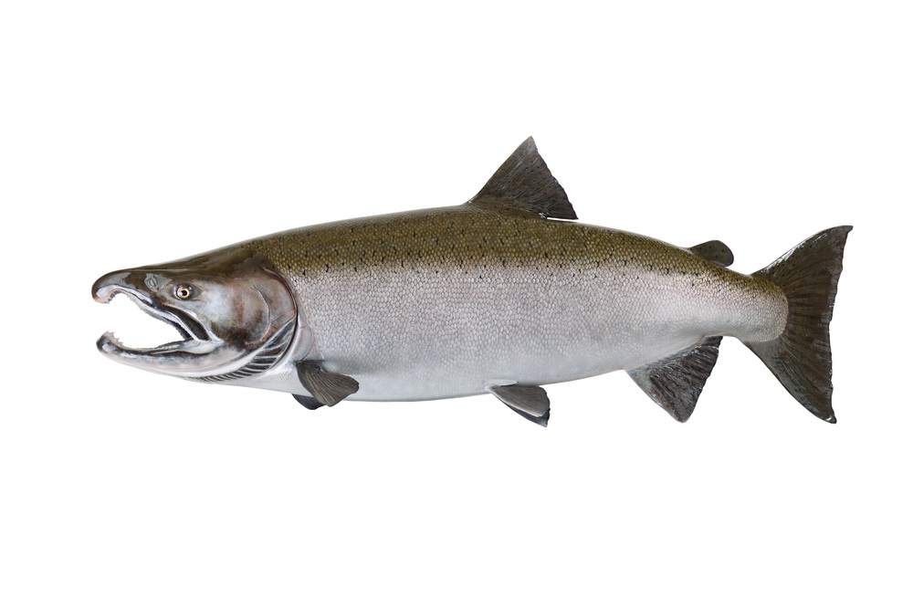 意外とあいまい？鮭とサーモンの違いについて MOWI Japan