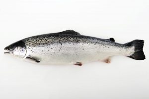 意外とあいまい 鮭とサーモンの違いについて Mowi Japan